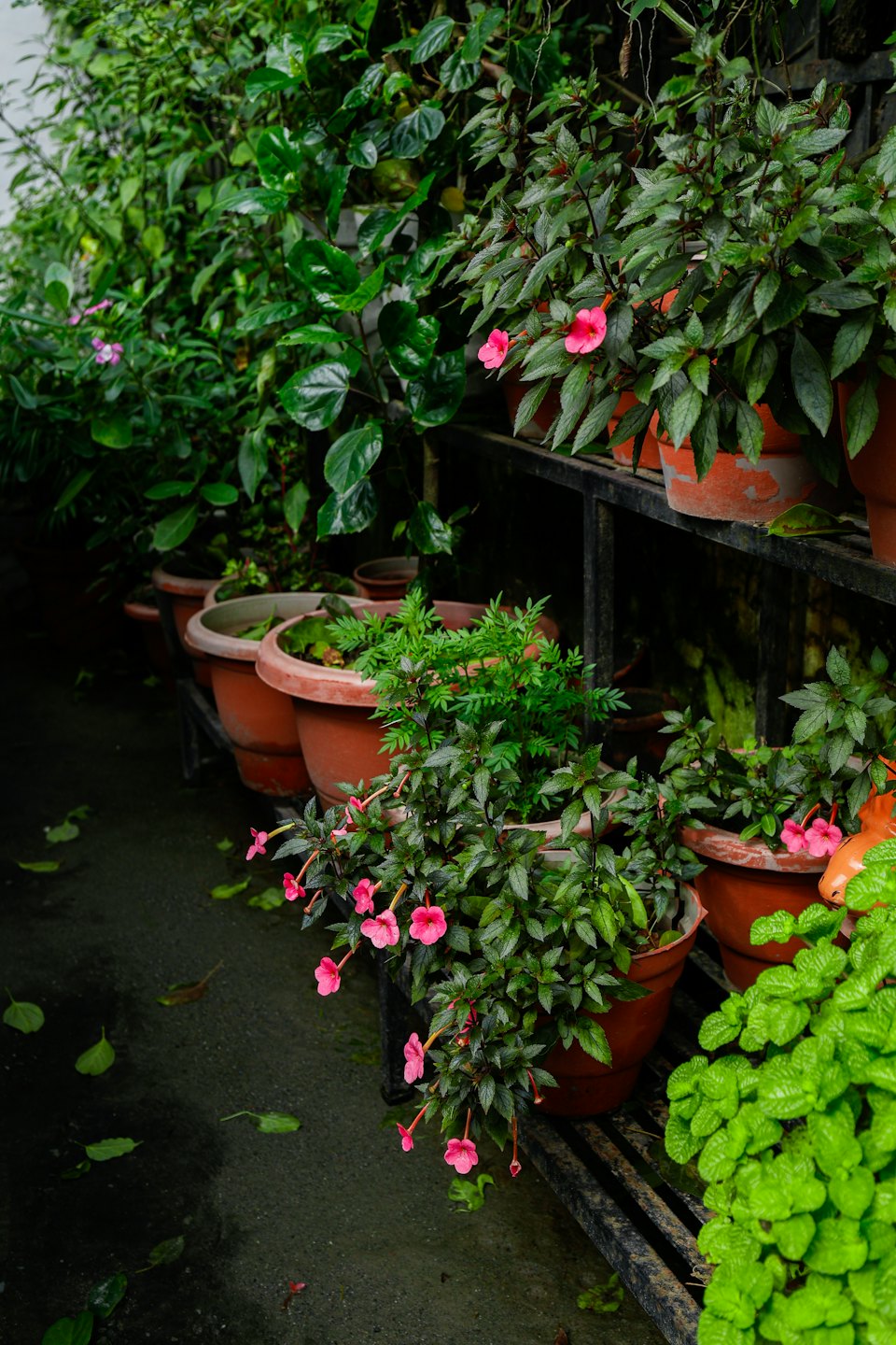 Piante verdi in vaso con fiori rosa su scaffali di metallo.
